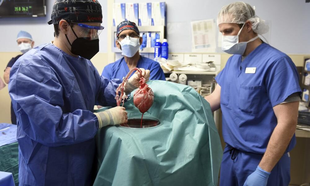 In 1st, US Surgeons Transplant Pig Heart Into Human Patient