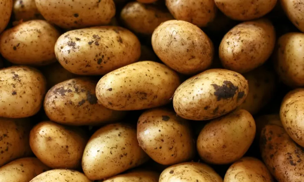KFC To Source Potatoes Locally