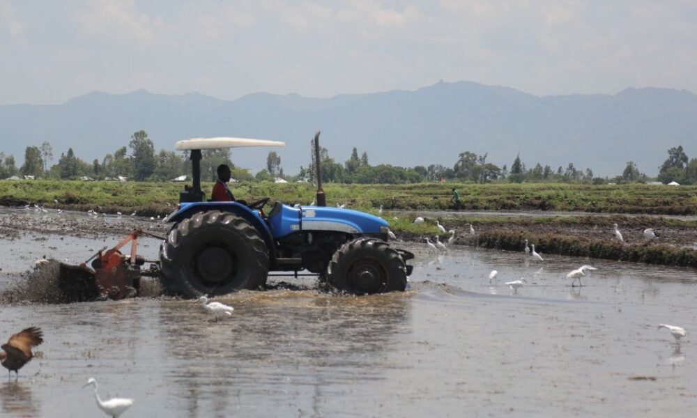 EACC To Charge Officials In Sh54M Kano Rice Scheme Scandal
