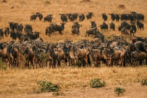 Wildebeest migration.