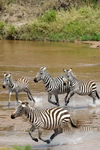 Zebras run across the Sand River near the Ritz-Carlton Masai Mara Safari Camp, which opened in August. The area is also a major migration point for wildebeest. Credit.../Reuters
