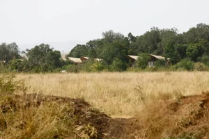 A makeshift wall of dirt and grass surrounds the Ritz-Carlton camp. Along it are spots where animals have attempted to get through. Credit.../Reuters